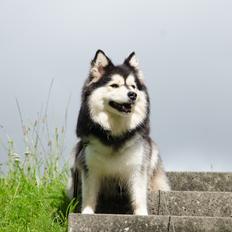 Finsk lapphund DKCH Lapinkaunis Mystique