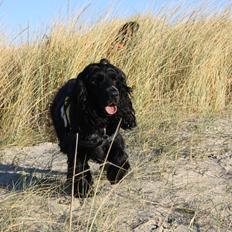 Cocker spaniel Pepsi