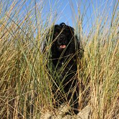 Cocker spaniel Pepsi