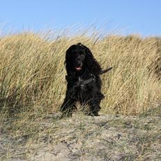 Cocker spaniel Pepsi