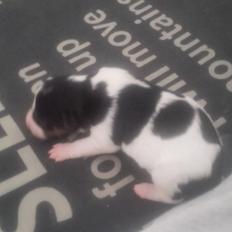 Dansk svensk gaardhund Bob 