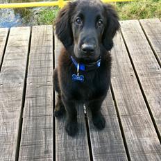 Flat coated retriever Pepsi