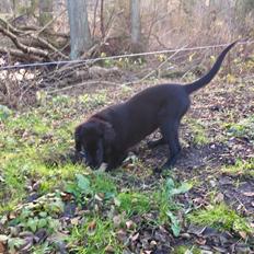 Flat coated retriever Pepsi