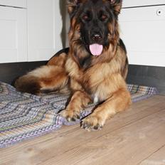 Schæferhund Arijel's Merle