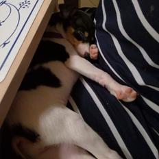 Dansk svensk gaardhund Gabbie