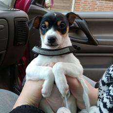 Dansk svensk gaardhund Gabbie