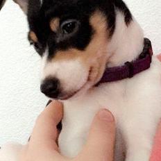 Dansk svensk gaardhund Gabbie