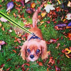 Cavalier king charles spaniel Nala