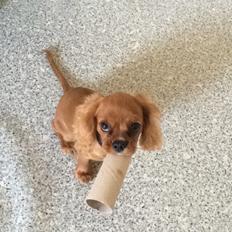 Cavalier king charles spaniel Nala