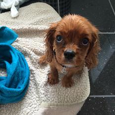 Cavalier king charles spaniel Nala