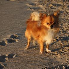 Chihuahua Al'Gisimo's Alfredo