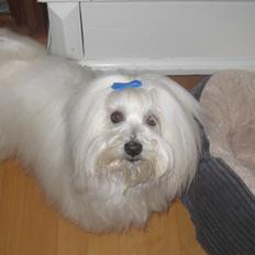 Coton de tulear Jespersen's Savannah