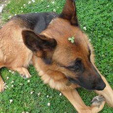 Schæferhund Clinton