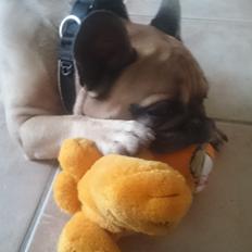 Fransk bulldog Arkim