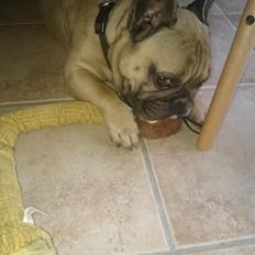 Fransk bulldog Arkim