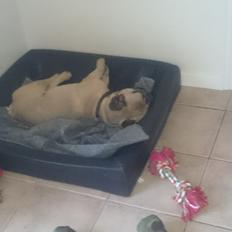 Fransk bulldog Arkim