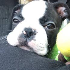 Boston terrier Wilma