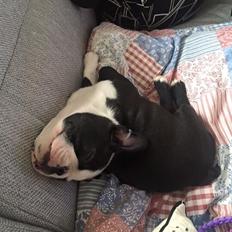 Boston terrier Wilma