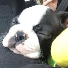 Boston terrier Wilma