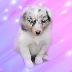 Shetland sheepdog Merle 