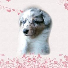 Shetland sheepdog Merle 
