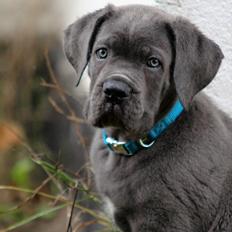 Cane corso Colombiano "sange Blu" in Verto Corso