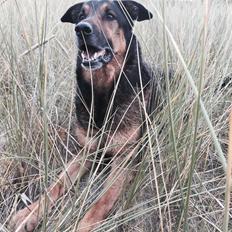 Blanding af racer Zar (Zarzi)<3