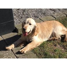 Golden retriever Bella