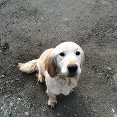 Golden retriever Bella