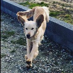Golden retriever Bella