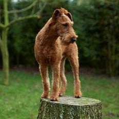 Irsk terrier Clinton
