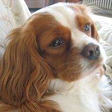 Cavalier king charles spaniel Amanda