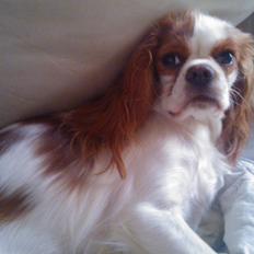 Cavalier king charles spaniel Emma