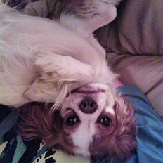 Cavalier king charles spaniel Emma