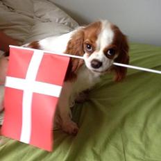 Cavalier king charles spaniel Emma