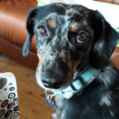 Blanding af racer Cimba