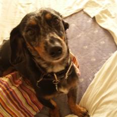 Blanding af racer Cimba