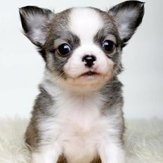 Chihuahua Nibian's Unik Raphael