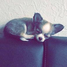 Chihuahua Nibian's Unik Raphael