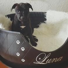 Staffordshire bull terrier BitchByChoice - Luna BA