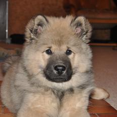 Eurasier Thimo