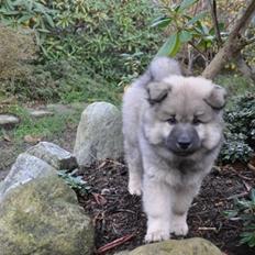 Eurasier Thimo