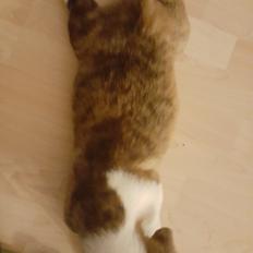 Welsh corgi cardigan Albert