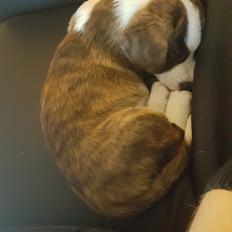 Welsh corgi cardigan Albert