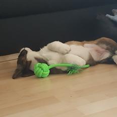 Welsh corgi cardigan Albert