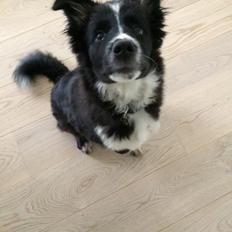 Blanding af racer Abby 