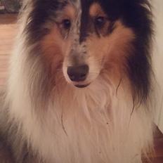 Collie langhåret Zeus