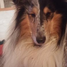Collie langhåret Zeus
