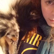 Collie langhåret Zeus