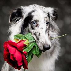 Shetland sheepdog Catalba's Tanzania/Alias Alma